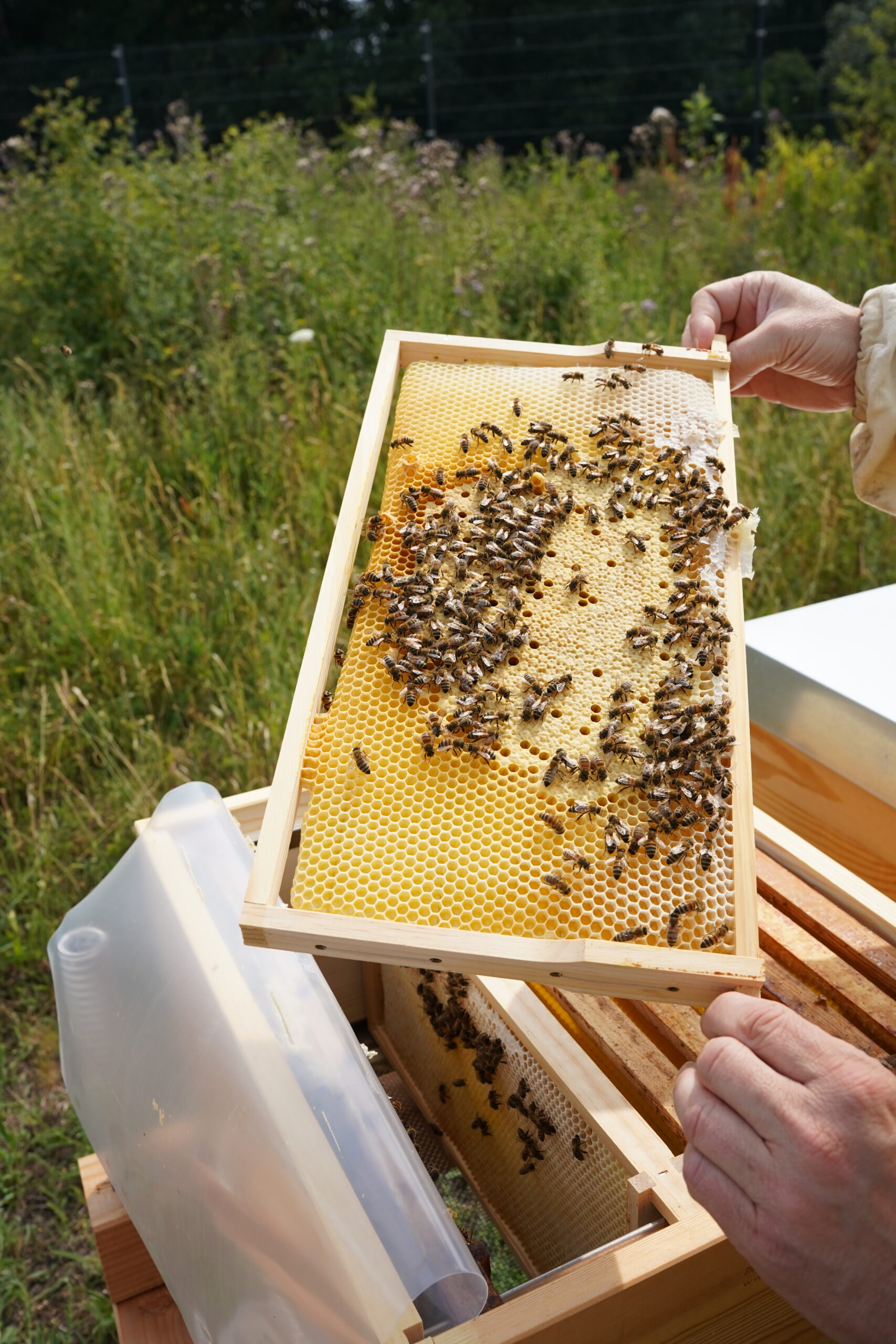 Bienenwabe P.A.C.